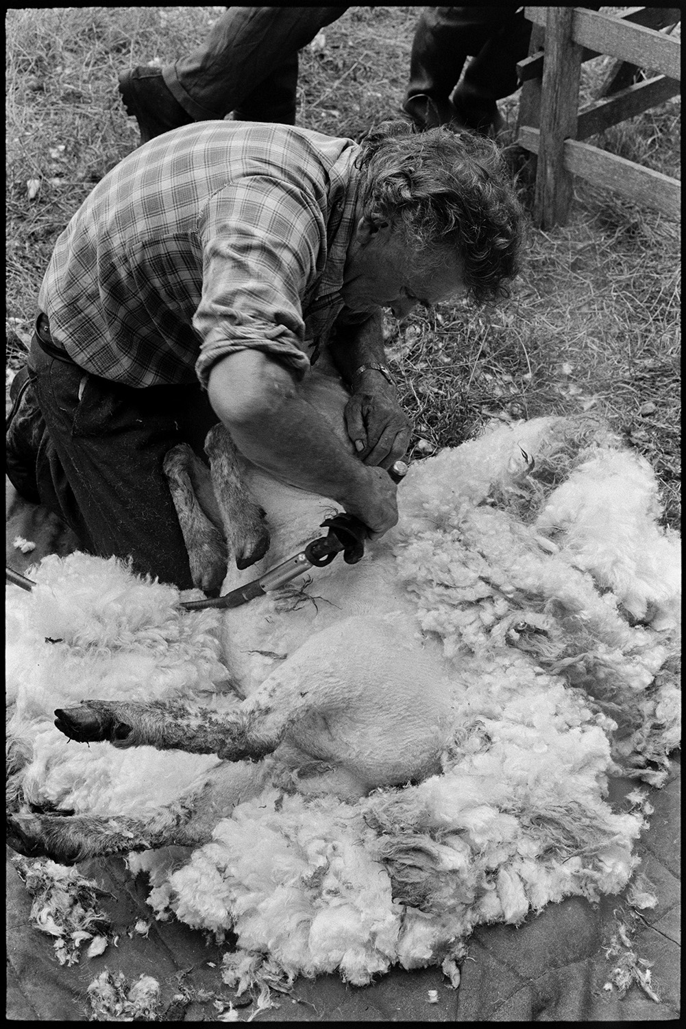 Shearing sheep, tying up fleeces. 
[A man shearing a sheep using a shearing machine in a field at Addisford, Dolton.]