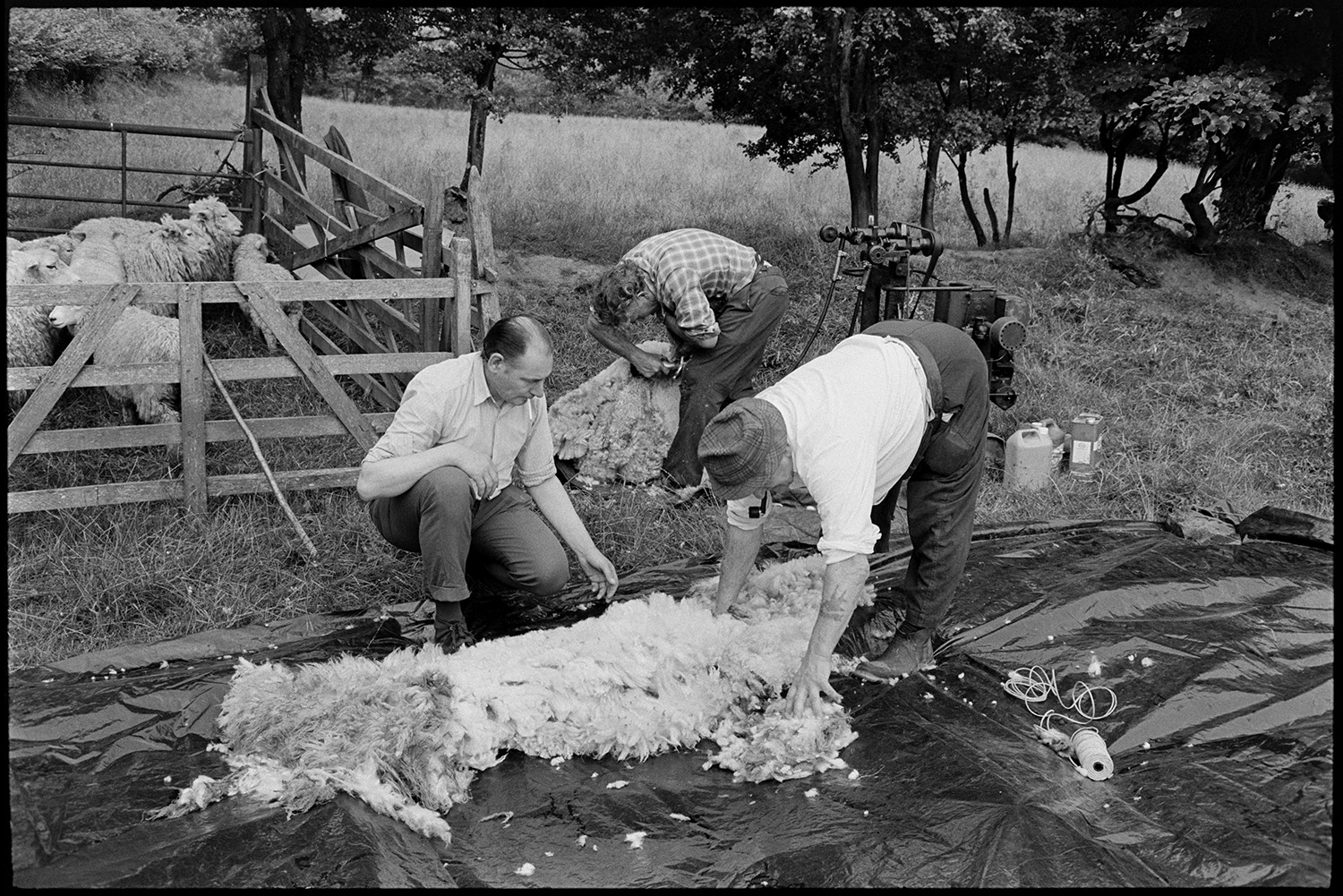 Shearing sheep, tying up fleeces. 
[A man shearing a sheep in a field at Addisford, Dolton. Archie Parkhouse, who is smoking a pipe, and another man are folding up sheep fleeces in the foreground. Sheep in a pen can be seen behind them.]