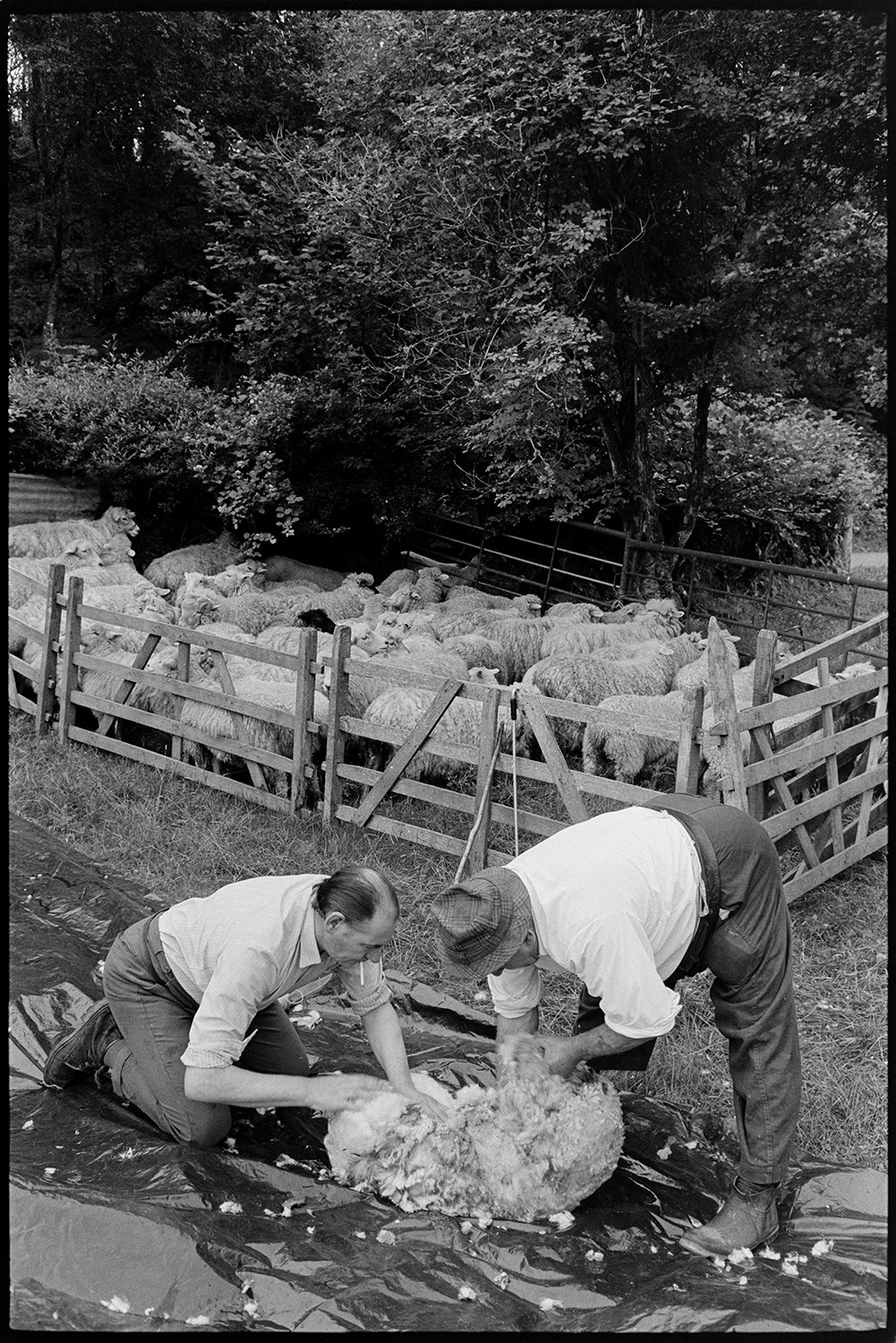 Shearing sheep, tying up fleeces. 
[Archie Parkhouse and another man folding and tying up sheep fleeces in a field at Addisford Dolton. The other man is smoking a cigarette. Sheep can be seen in a pen behind them.]