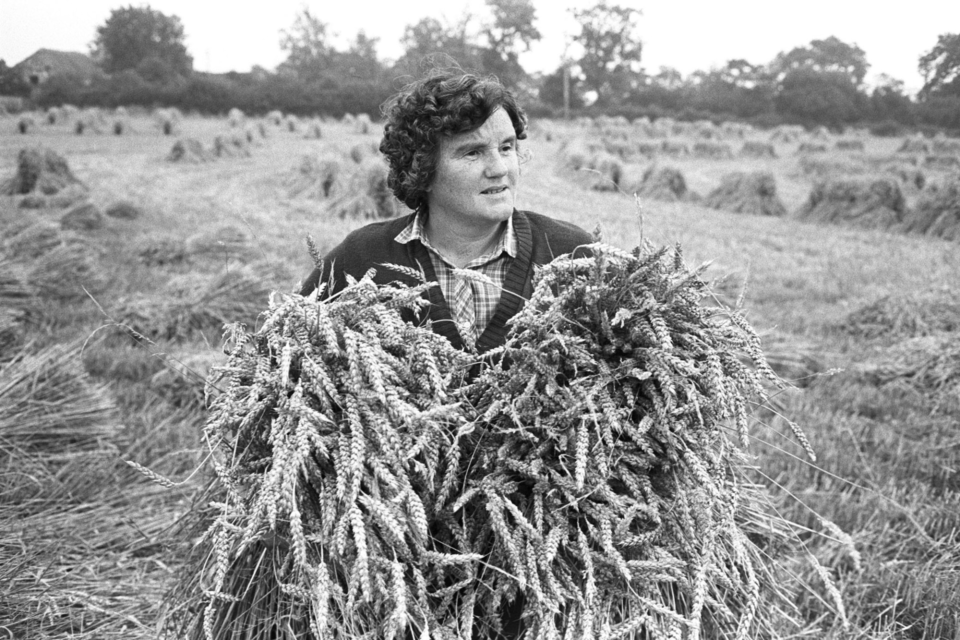 Farmers, woman holding sheaf of corn, setting up stooks. 
[Eileen Squire holding sheaves of corn to set up as stooks in a field at Chapple, Dolton. Other stooks are visible in the background.]