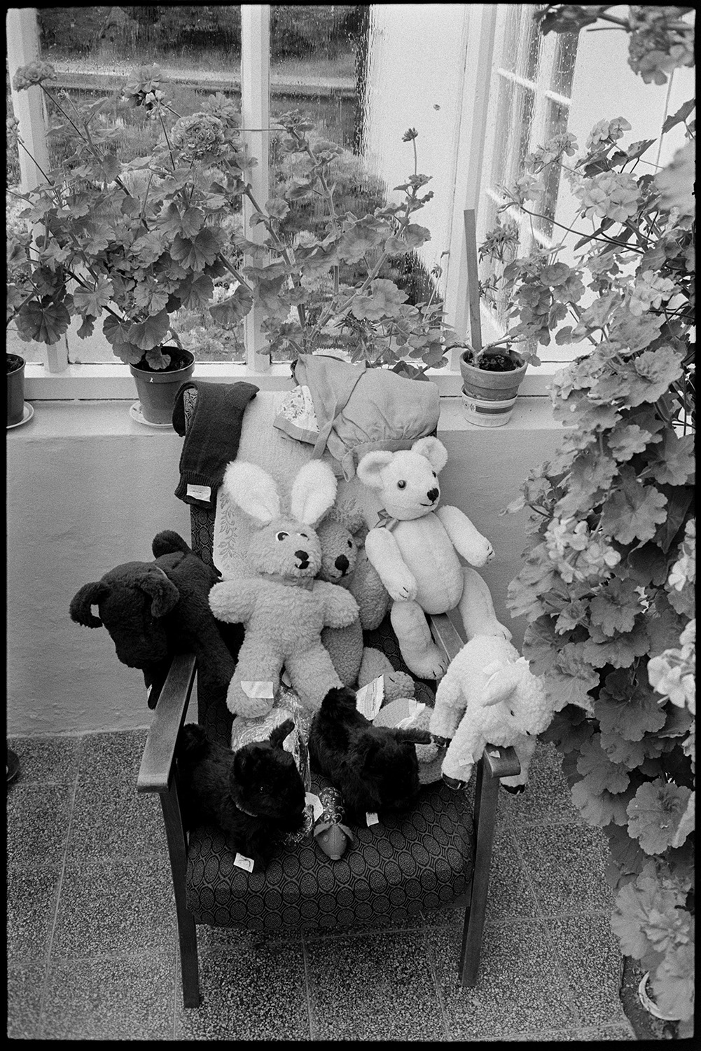 Vicarage fete, teddy bears on display. 
[Teddy bears on display in a chair in a conservatory at the vicarage fete at Merton Rectory. Geraniums are displayed around the conservatory.]