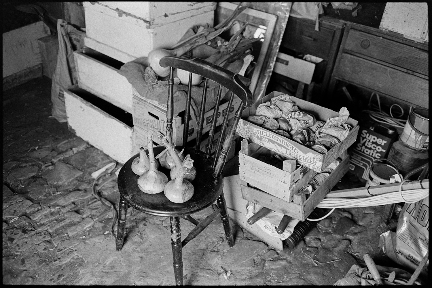 Father and son with vegetables for flower show, digging up parsnips. 
[Five onions on a wooden chair in a shed with a cobbled floor at Pear Tree Cottage, Aller Road, Dolton. More onions can be seen on a hessian sack by a stack of wooden boxes in the background. The onions were grown by Michael Mitchell and his father Lloyd Mitchell for the Dolton Flower Show.]