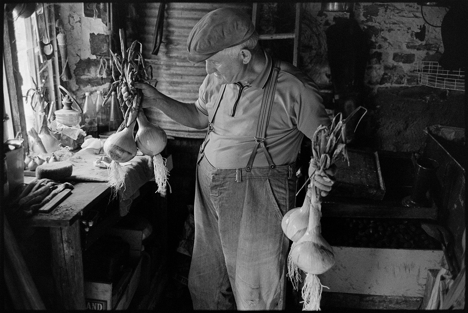 Father and son with vegetables for flower show, digging up parsnips. 
[Lloyd Mitchell holding four onions which he has grown for Dolton Flower Show in a shed at Pear Tree Cottage, Aller Road, Dolton.]