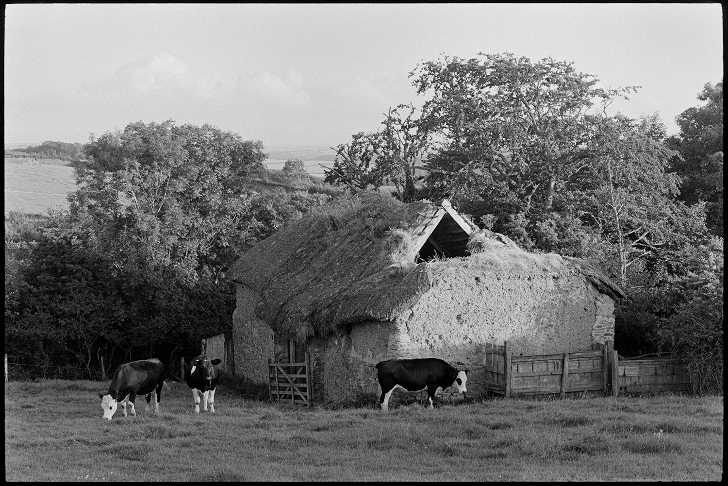 Ruined barn, cob and thatch now completely demolished, cattle. 
[Cattle grazing by a collapsing cob and thatch barn in a field near Beaford Wood. Some of the roof timbers of the barn are visible. The barn was later demolished.]