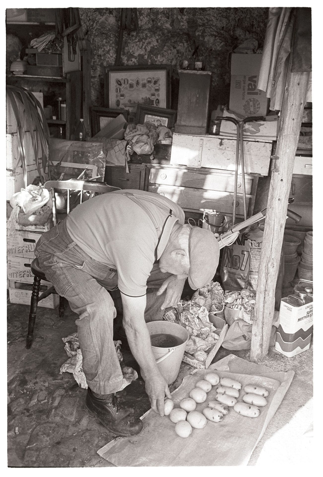 Man selecting potatoes in shed for flower show. 
[Lloyd Mitchell selecting and washing potatoes for the Dolton Flower Show, in his shed at Pear Tree Cottage, Aller Road, Dolton.]