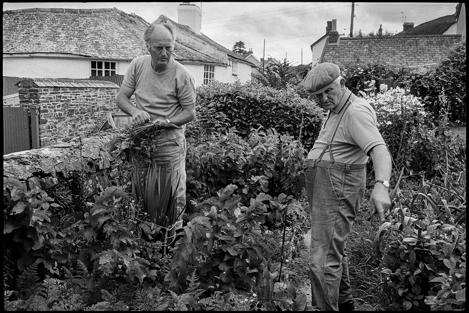 Father and son with vegetables for flower show, digging up parsnips, leeks, onions in shed. 
[Michael Mitchell and his father Lloyd Mitchell digging up a parsnip which they have grown at pear Tree Cottage, Aller Road, Dolton. Lloyd Mitchell is pointing at other plants in the garden. They are selecting produce to take to Dolton Flower Show.]