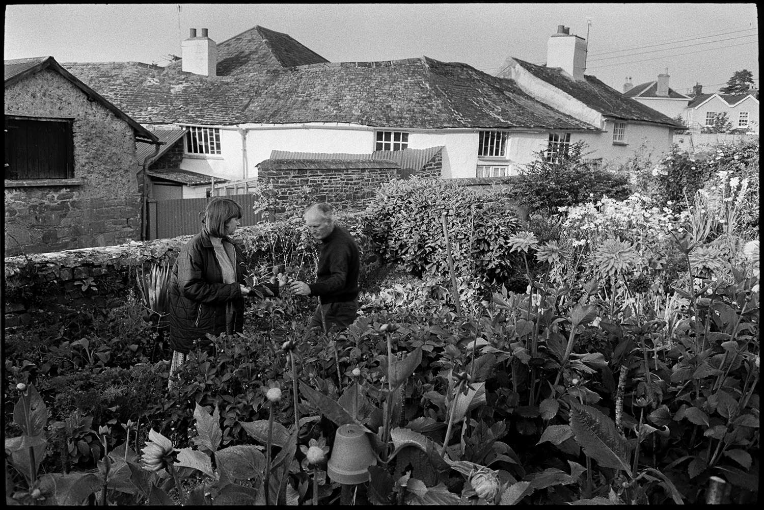 Preparing vegetables and flowers, flower show in garden with greenhouse. 
[Michael Mitchell and Rose Mitchell cutting flowers in the garden at Pear Tree Cottage, Aller Road, Dolton, to enter into the Dolton Flower Show.]