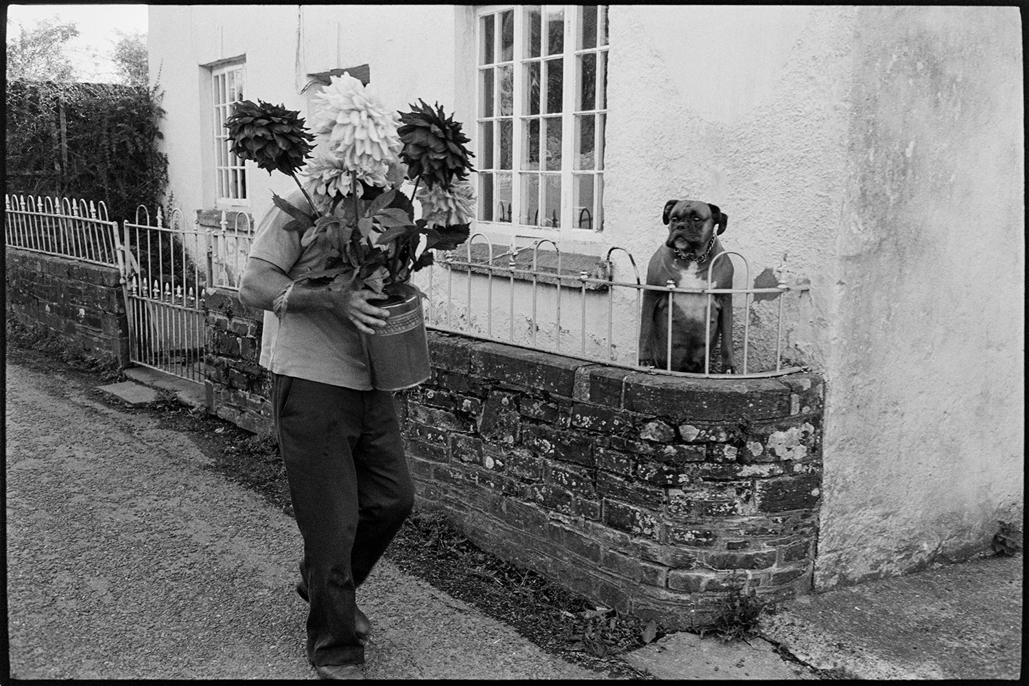 Preparing vegetables and flowers, flower show, boot of car with vegetables, chrysanthemums. 
[Michael Mitchel carrying a vase of Dahlias along Aller Road in Dolton to the Dolton Flower Show. He is passing a house with a dog outside behind railings.]