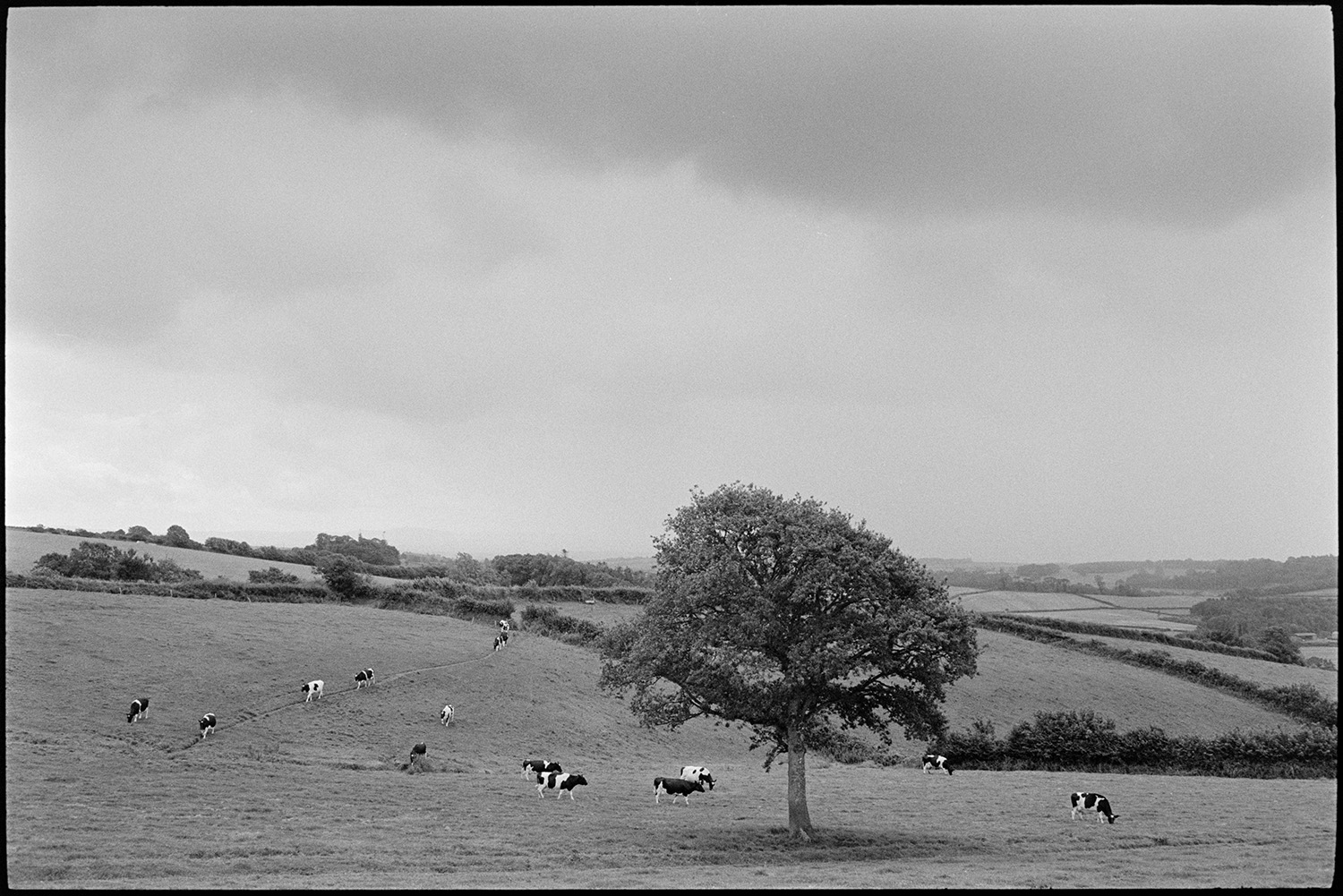 Landscape with tree and cows.
[Landscape with a single tree in a field with grazing cows, at South Harepath, Beaford.]
