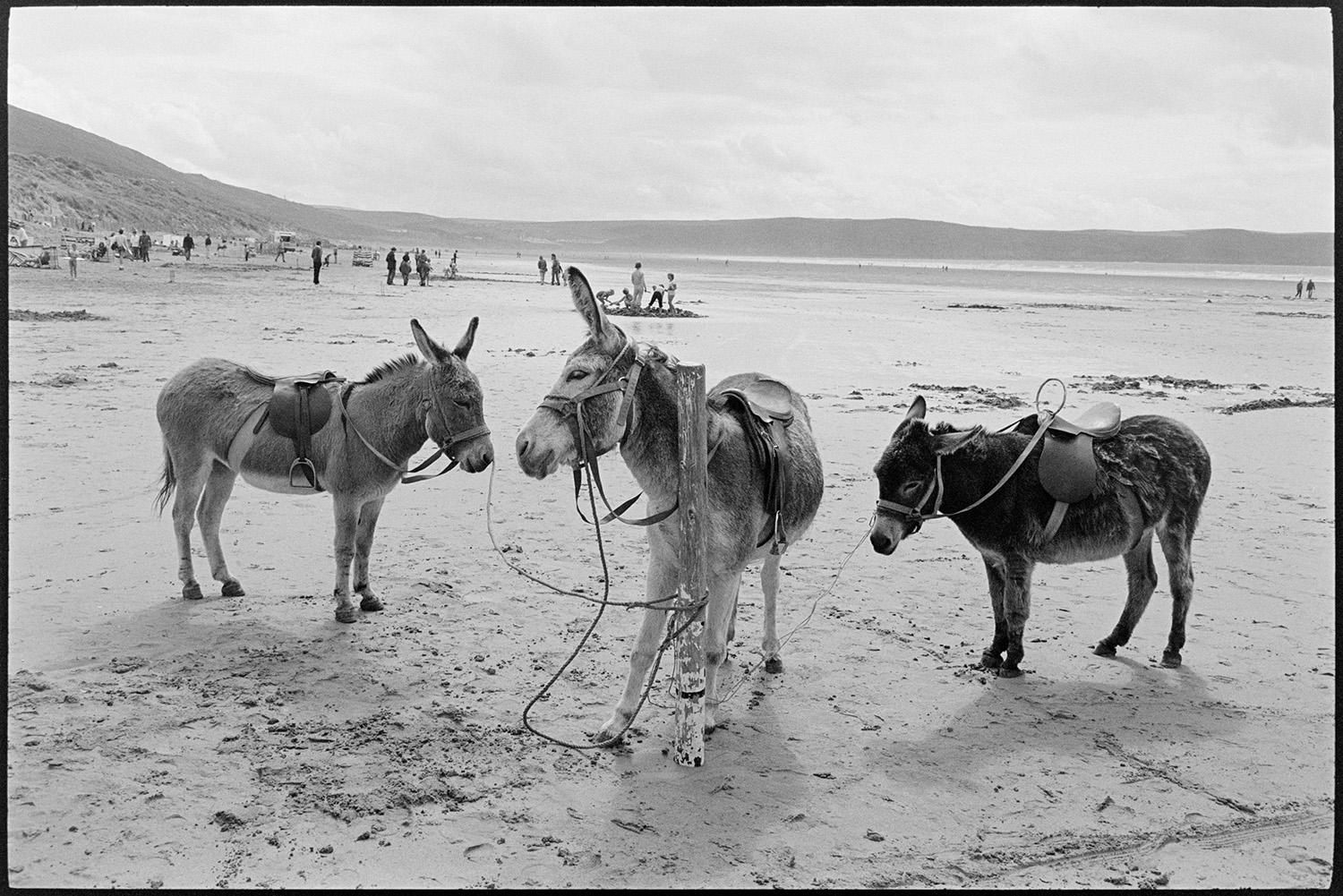 Beach scenes with donkey rides, bathing huts, people swimming.
[Three donkeys with saddles, waiting to give rides at Woolacombe beach. They are tethered to a wooden post on the beach. Holidaymakers can be seen in the background.]