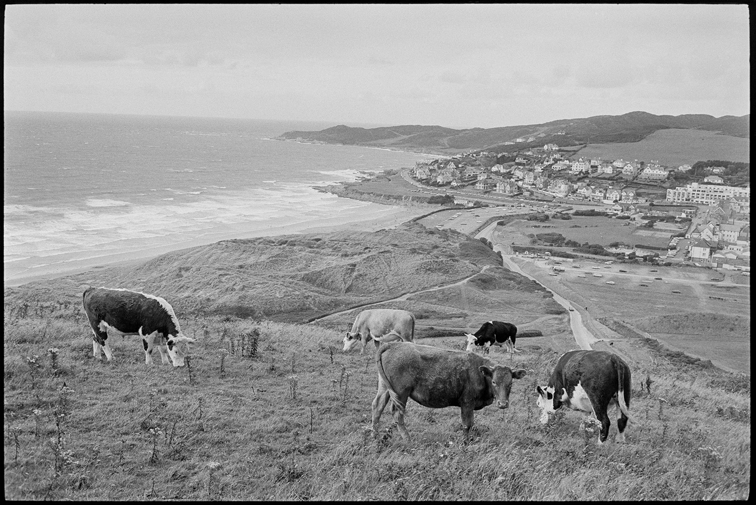 Bullocks grazing above seascape.
[Bullocks grazing in a meadow overlooking Woolacombe beach and sand dunes. Woolacombe town and the sea are visible in the background.]