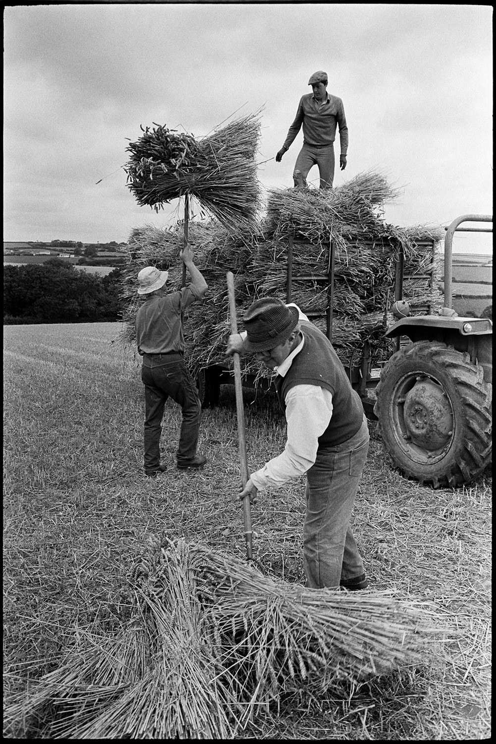 Farmers making wheatrick from stooks, loading trailer. 
[Three men loading bundles of wheat onto a trailer in a field at Westacott, Riddlecombe. Two men are lifting the bundles using pitchforks and the other man is on the trailer stacking the bundles. The wheat is being taken to make a wheat rick in another field.]