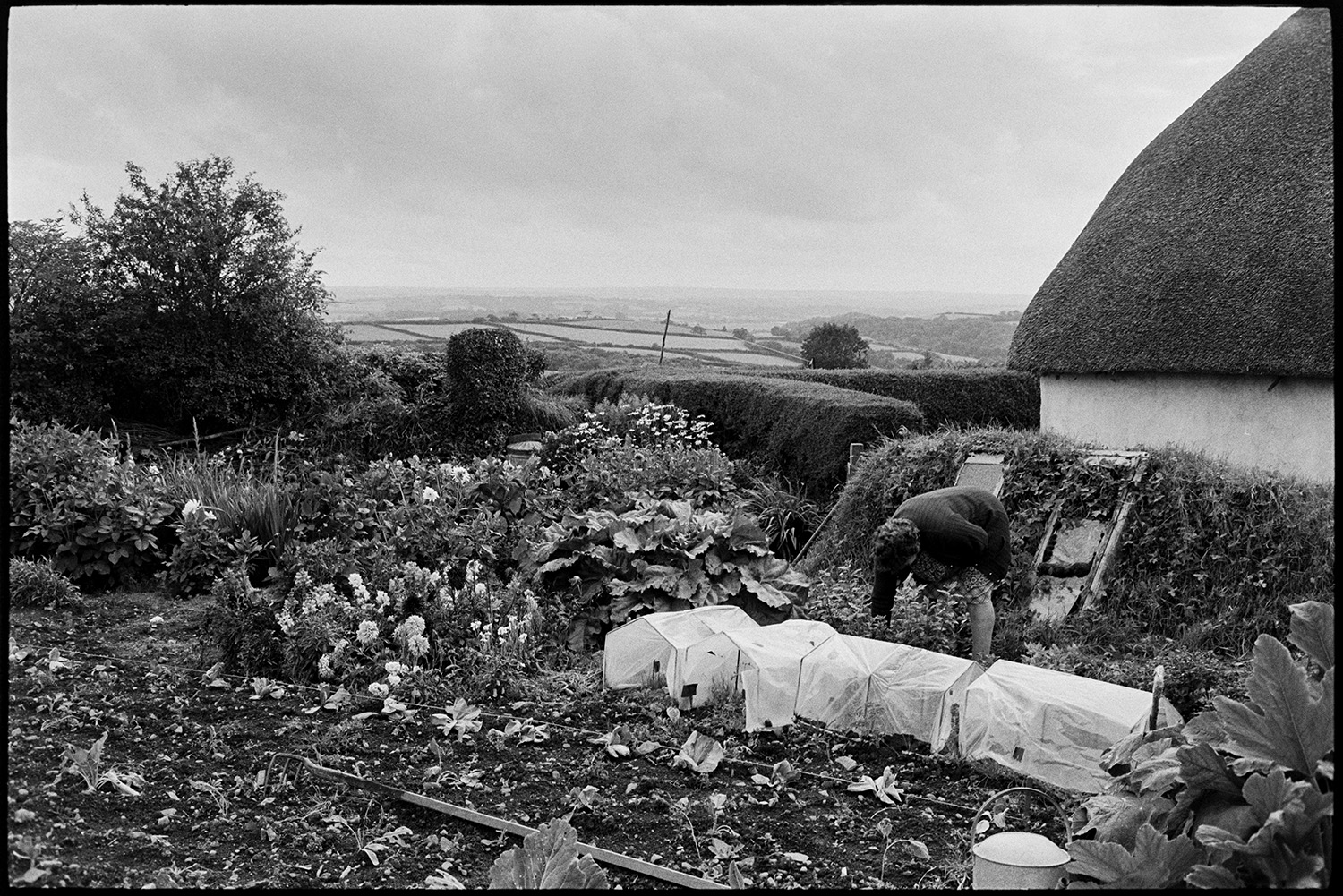 Vegetable and flower garden. 
[Mrs Piper working in a vegetable garden at Upcott, Dolton. Flowers and polythene cloches can be seen in the garden and a thatched cottage is visible in the background.]