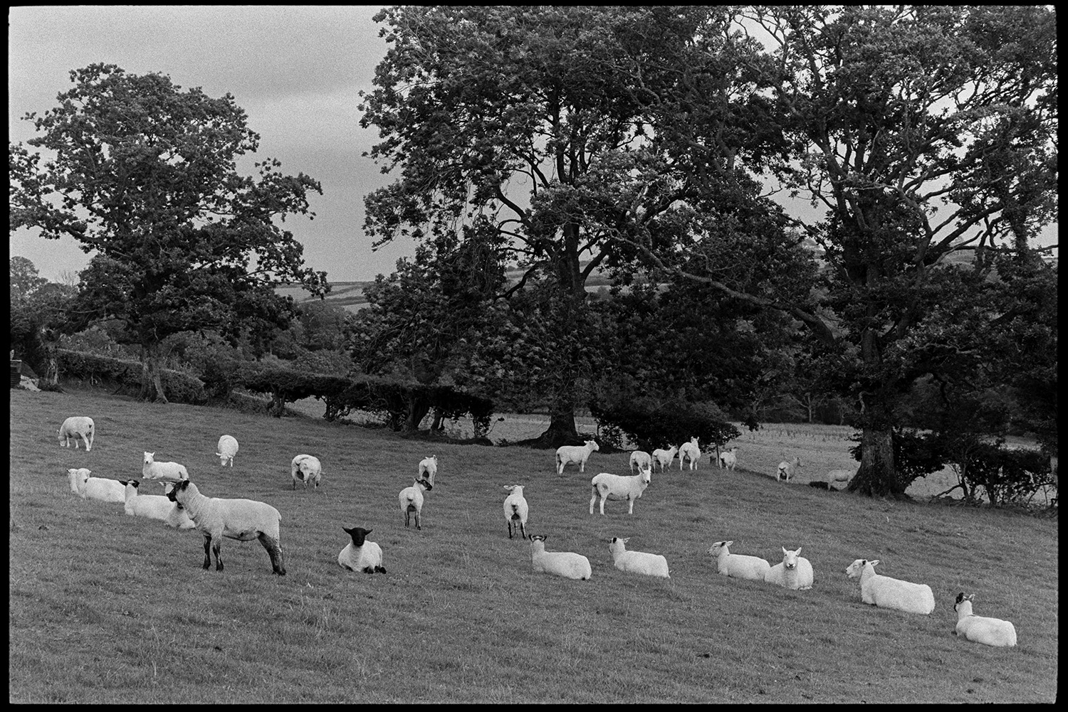 Sheep grazing in a field with trees at Upcott, Dolton. An old hedge with gaps can be seen in the background.