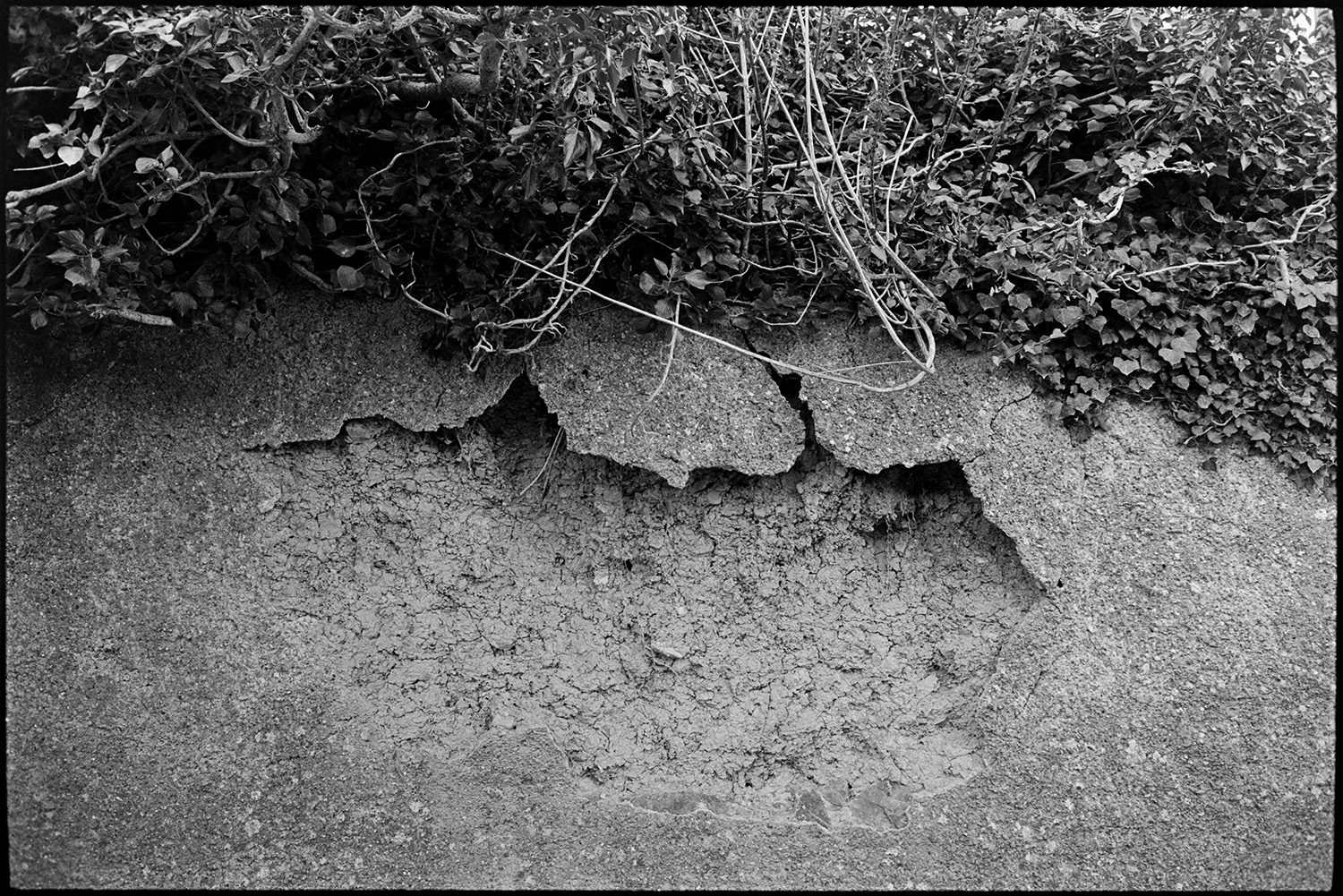Cracking cob wall with ivy.
[A close up view of a crack in a cob wall topped with ivy at Westacott, Riddlecombe.]
