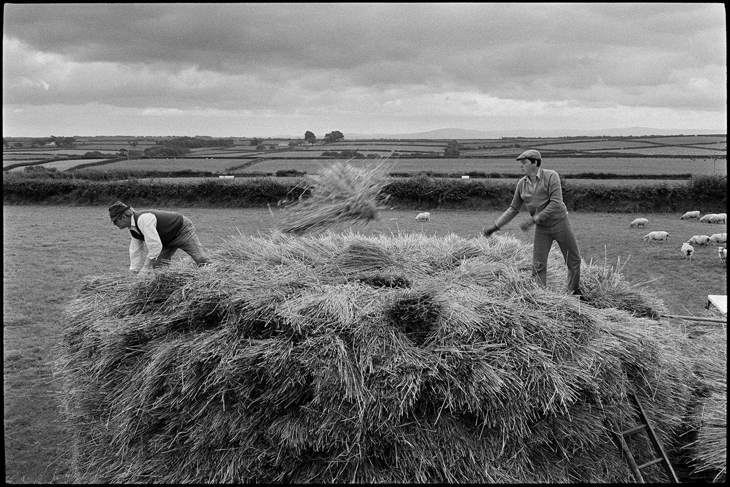 Farmers building wheat rick, view on top of rick. Folding tarpaulin.
[Two men, possibly from the Middleton family, building a wheat rick next a field with sheep at Westacott, Riddlecombe. Distant views of fields, hedges. trees and moors can be seen in the background.]