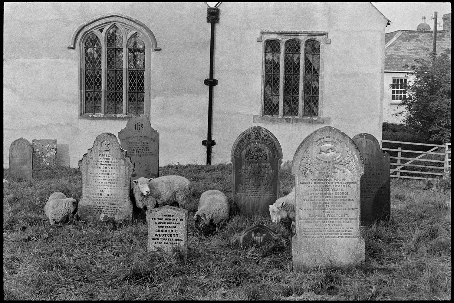 Sheep grazing in graveyard.
[Four sheep grazing amongst gravestones at Dowland churchyard, Dolton. The church can be seen in the background.]