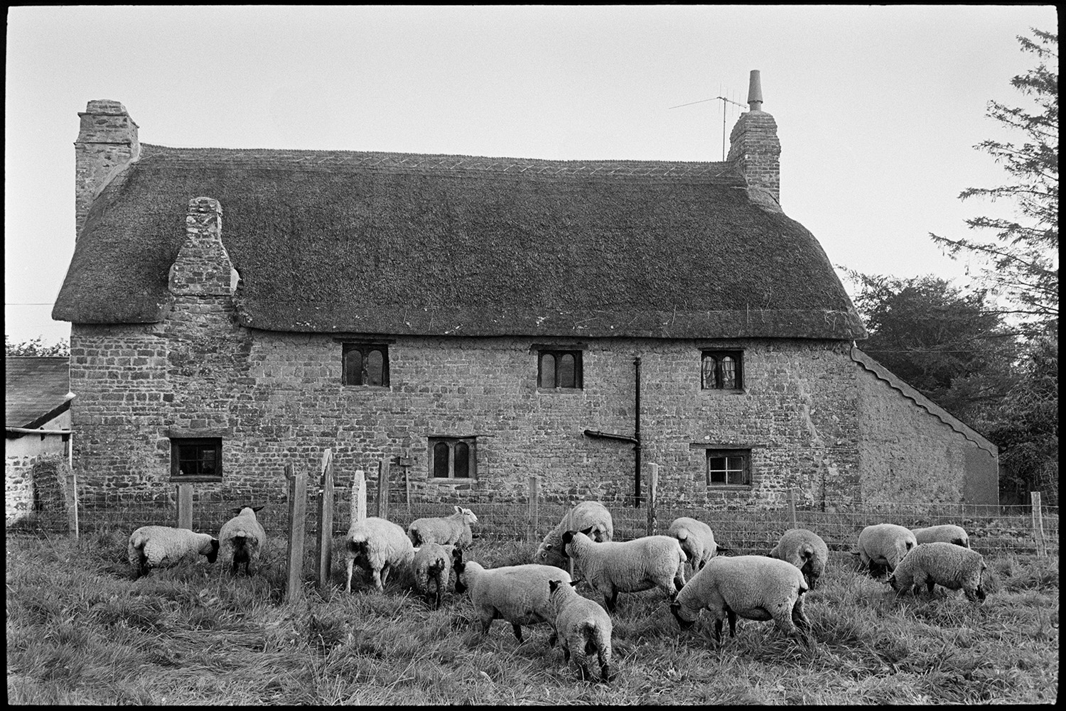 Sheep grazing amongst gravestones in Dowland churchyard. A thatched cottage can be seen behind the graveyard.