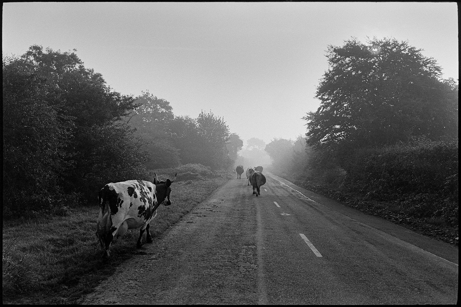 Farmer driving cows in road going to milked. Early morning.
[Cows with horns walking down a road in early morning mist at Cuppers Piece, Beaford.]