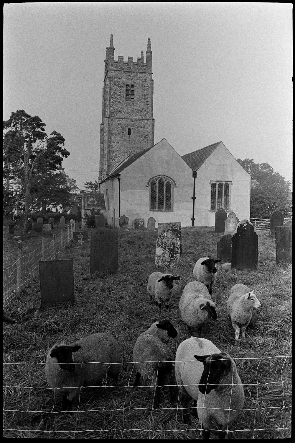 Sheep in graveyard, church with tower.
[Sheep grazing amongst the gravestones at Dowland churchyard. The church is visible in the background. The churchyard is enclosed by a wire fence.]