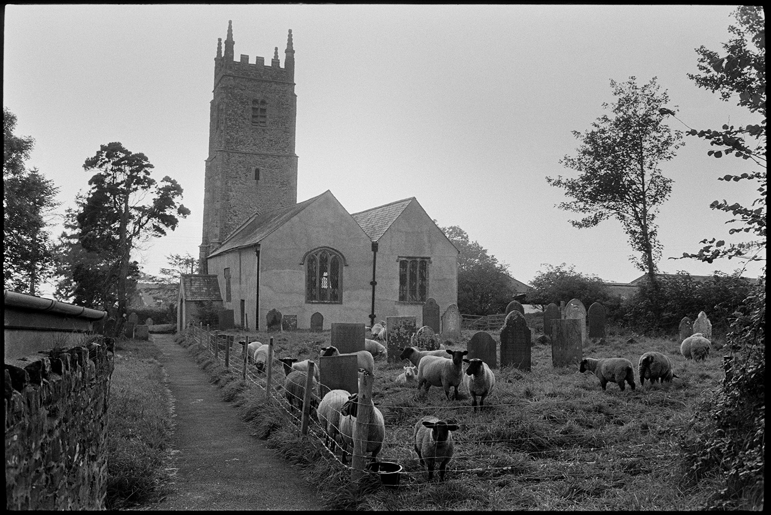 Sheep in grave yard. Church with tower.
[Sheep grazing amongst the gravestones at Dowland churchyard. The church and path running to it, is visible in the background. The churchyard is enclosed by a wire fence.]