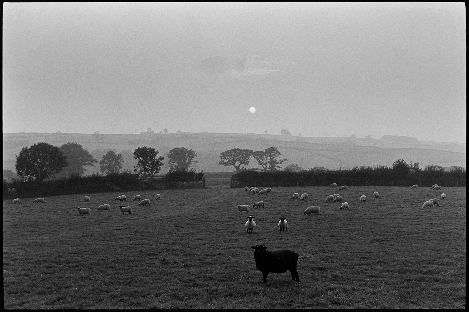 Sheep in evening landscape with setting sun. Sunset.
[One black sheep and many white sheep standing in a field at Brimblecombe, Dowland. The misty evening sunshine can be seen on hills in the background.]