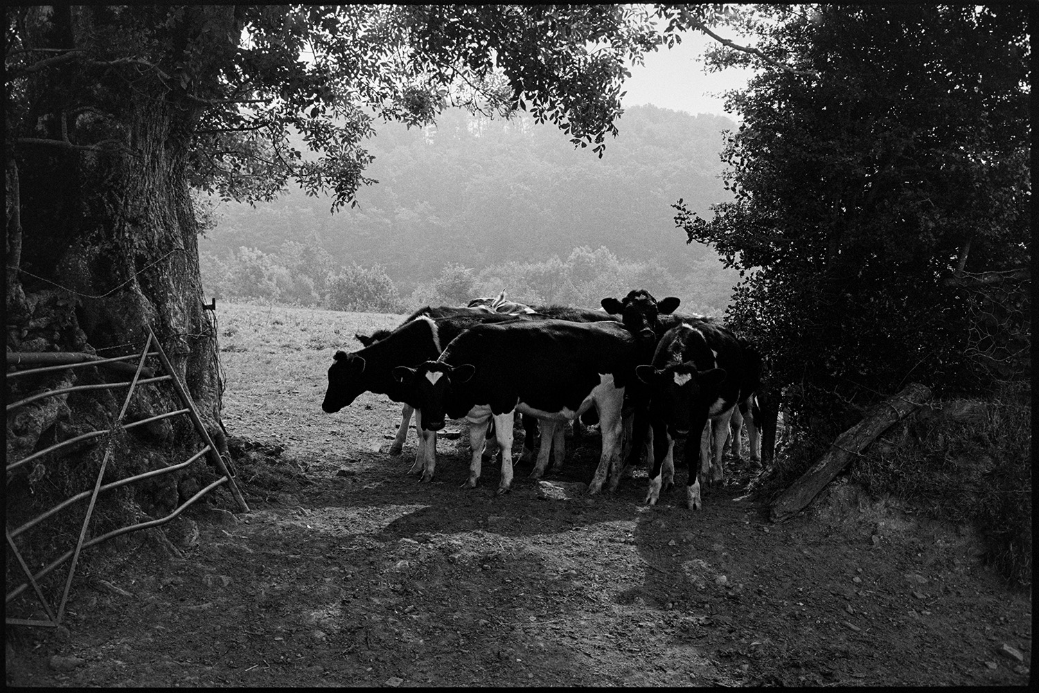 Cattle at tree lined gate.
[A group of cattle standing in the shadow of a hedge by an open gateway in a field at Addisford, Dolton.]