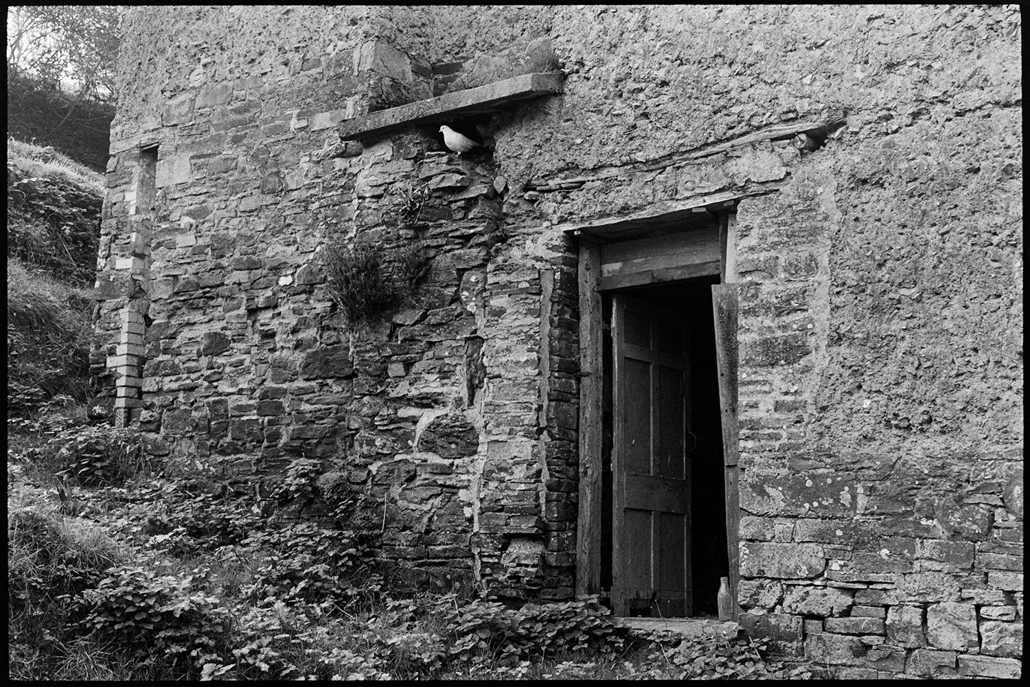 Door of old cob cottage with pair of doves, pigeons, stone and cob construction, renovated now. 
[A dove perched on a ledge above the door of a cob and stone building at Millhams, Dolton.]
