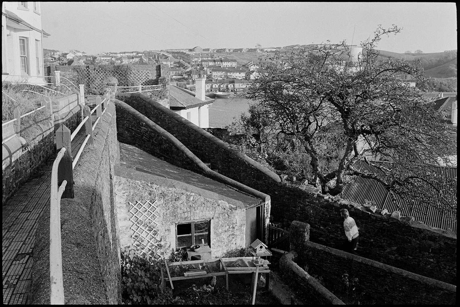 View over town with walled footpaths and tree. 
[A man walking up a walled footpath past a garden in Bideford. A tree and view over the town can be seen in the background.]