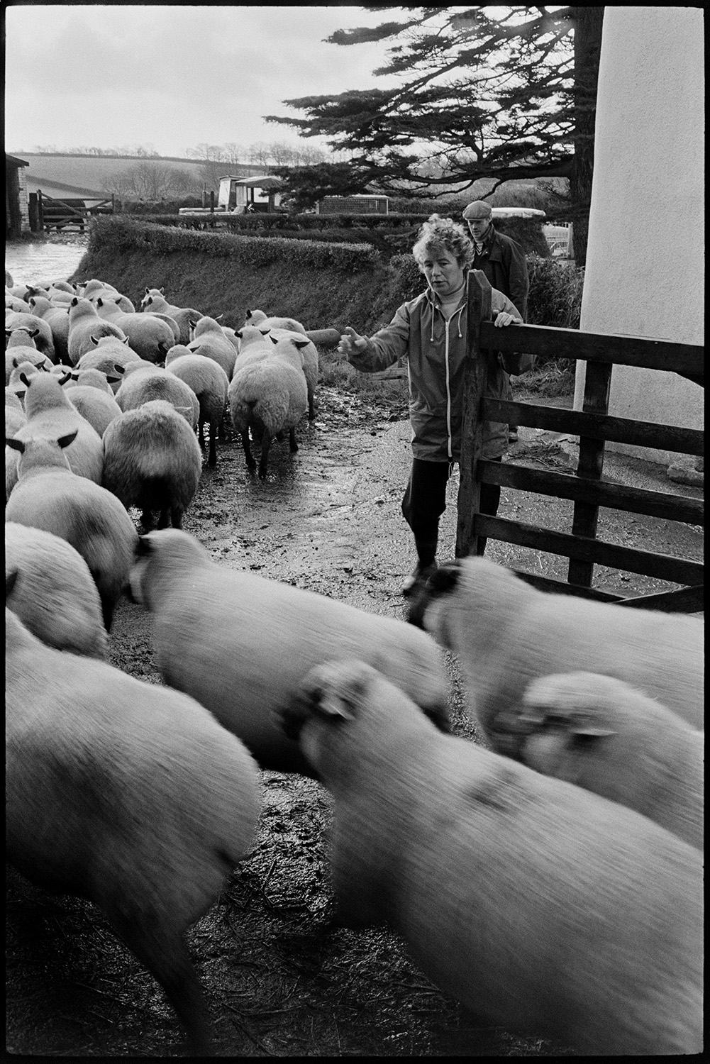 Woman farmer counting sheep flock going down lane to pasture. 
[Mrs Elworthy counting sheep as they pass through an open gateway at Narracott, Hollocombe, on their way to new pasture down a lane.]