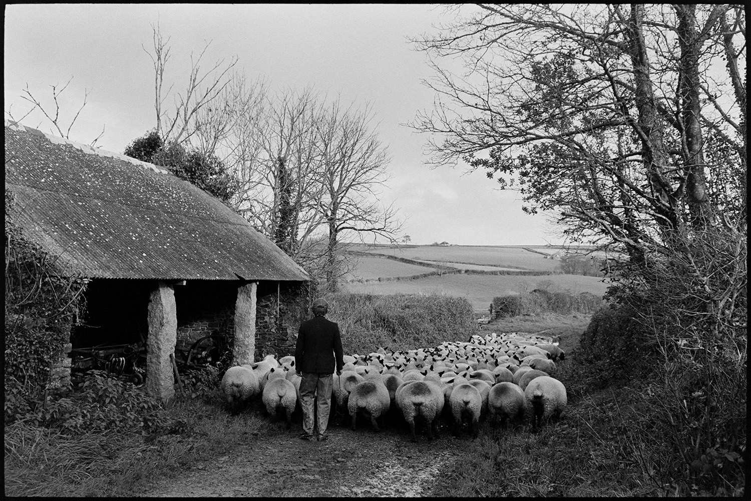 Woman farmer counting sheep flock going down lane to pasture. 
[A member of the Elworthy family herding sheep down a muddy lane to new pasture at Narracott, Hollocombe. They are passing a barn or linhay with stone pillars and a corrugated iron roof.]