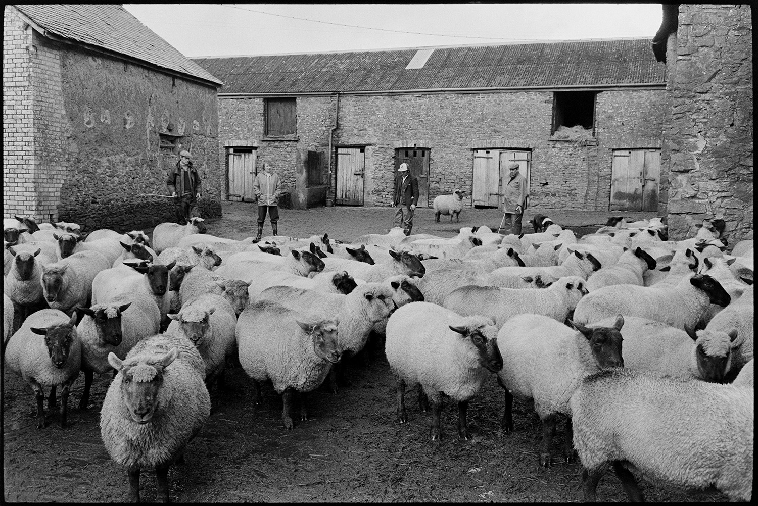 Woman farmer counting sheep flock going down lane to pasture. 
[Members of the Elworthy family rounding up sheep in the farmyard at Narracott, Hollocombe before taking them to new pasture. A stone barn with a corrugated iron roof and tallet can be seen in the background.]