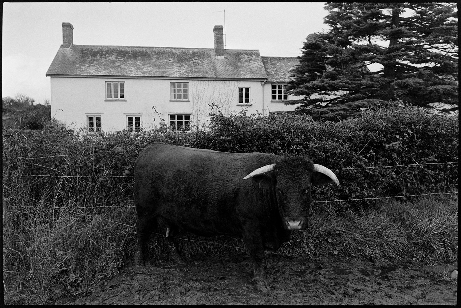 Horned cow, Devon Peron Red in muddy field. 
[A Devon Peron Red cow with horns in a muddy field at Narracott, Hollocombe. A house can be seen behind the field hedge.]
