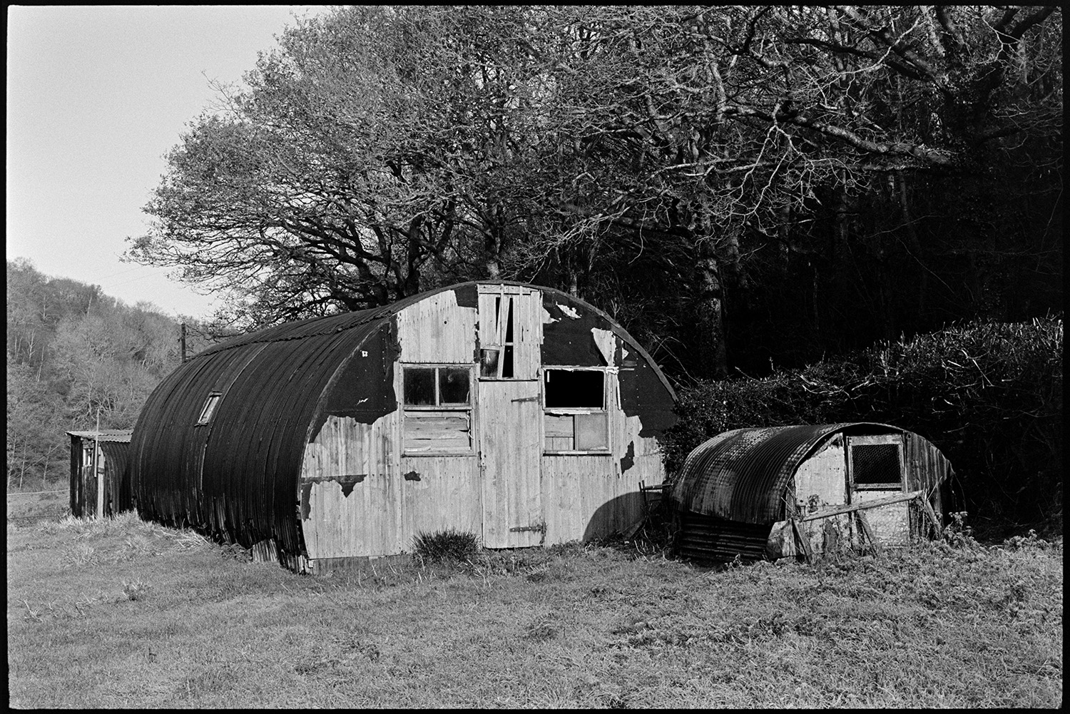 Farmer letting poultry out of poultry house and walking in lane. 
[Wooden and corrugated iron arced sheds in a field at Langridgeford. Trees and woodland can be seen in the background.]