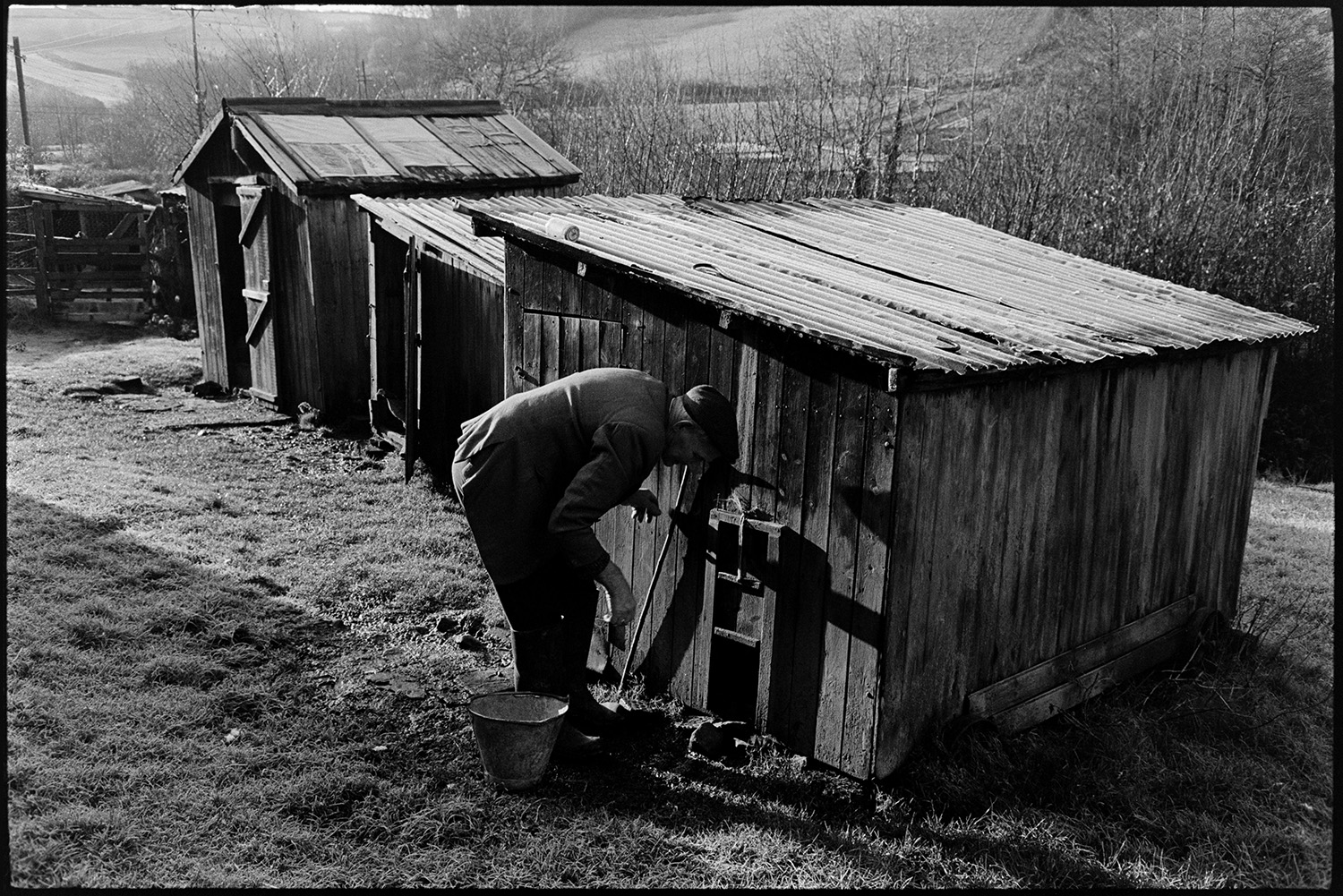 Farmer letting poultry out of poultry house and walking in lane. 
[Fred Luxton opening wooden sheds with corrugated iron roofs to let out poultry, in a field at Langridgeford.]
