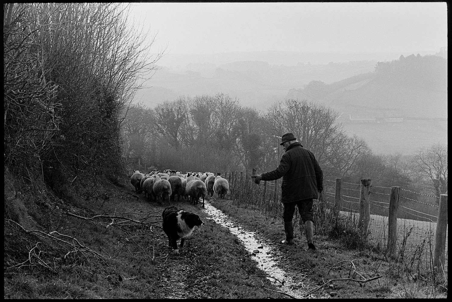 Farmer taking flock of sheep down lane to pasture, dogs. 
[Alan Berry and a dog herding sheep down a track by a field at Ashwell, Dolton, to take them to new pasture.]