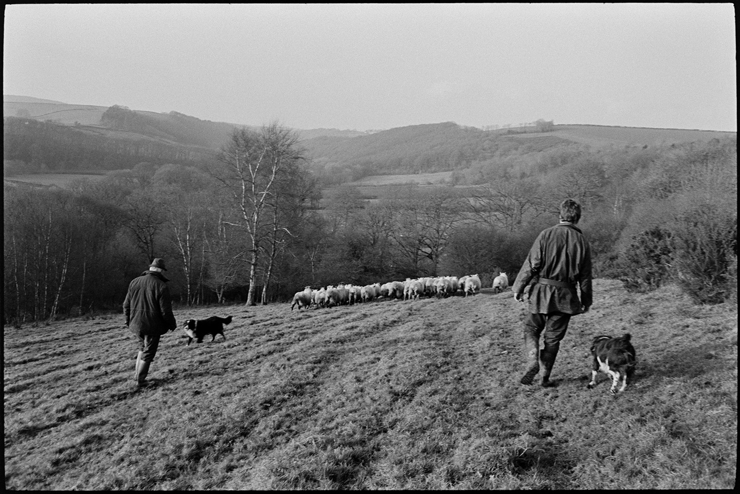 Farmer taking flock of sheep down lane to pasture, dogs. 
[Alan Berry, on the left, and another man herding sheep through a field at Ashwell, Dolton with two dogs. They are taking them to new pasture. Fields and trees can be seen in the background.]