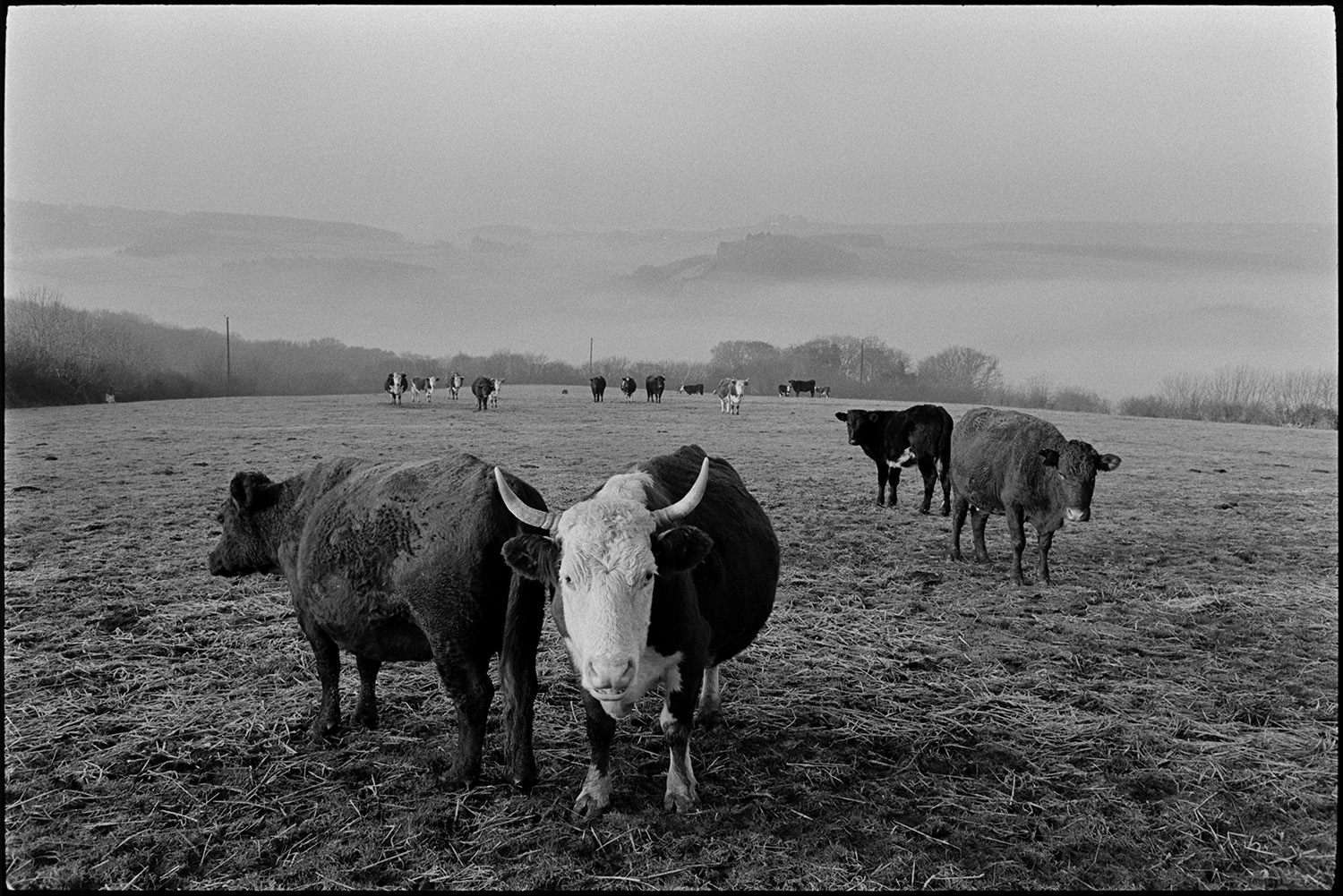 Horned cattle in frosty field. 
[Cattle, some with horns, in a frosty field at Ashwell, Dolton. Mist covered trees can be seen in the background.]