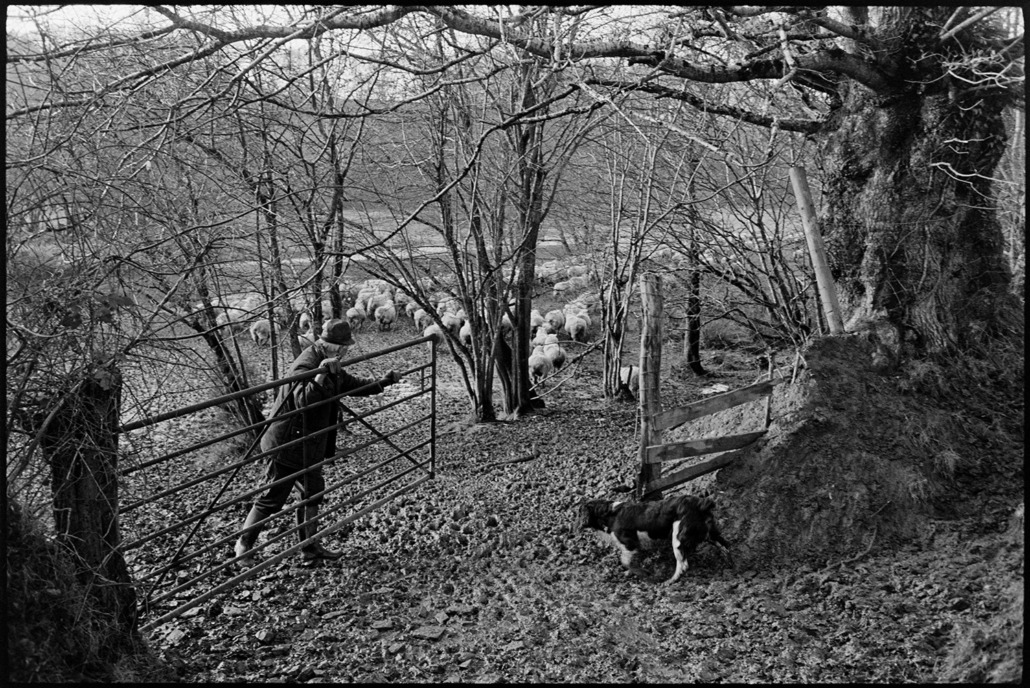 Farmer taking flock of sheep to new pasture. 
[Alan Berry closing a metal field gate at the muddy entrance to a field at Ashwell, Dolton. A dog is with him and a flock of sheep can be seen behind trees in the background.]