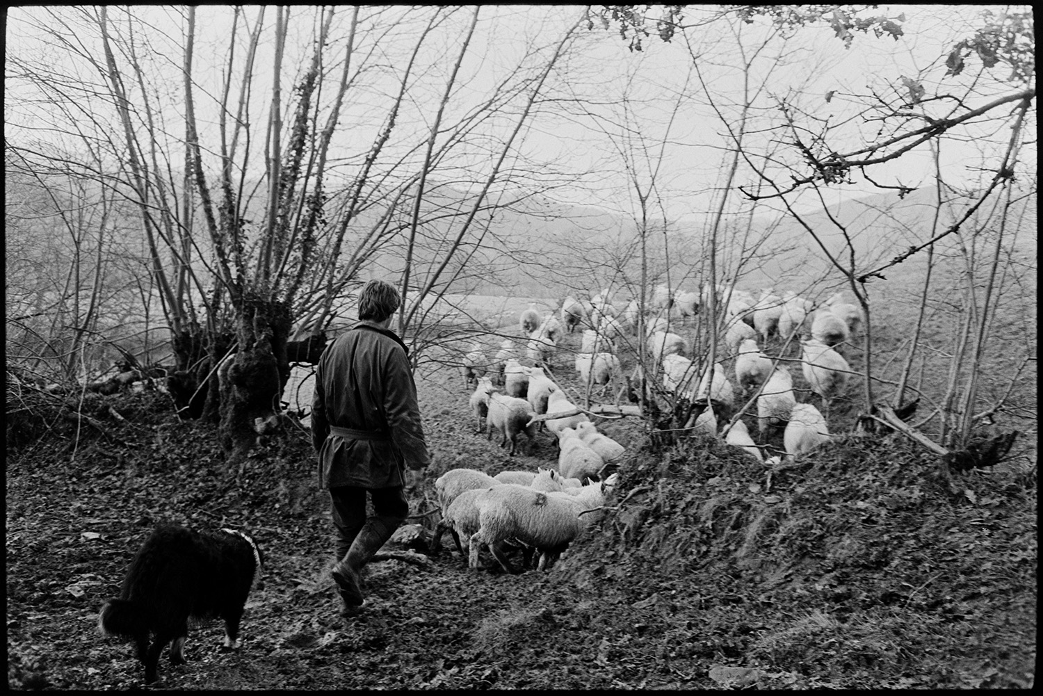 Farmer taking flock of sheep to new pasture. 
[A man, possibly from the Berry family, and a dog herding a flock of sheep through a muddy field to new pasture at Ashwell, Dolton.]