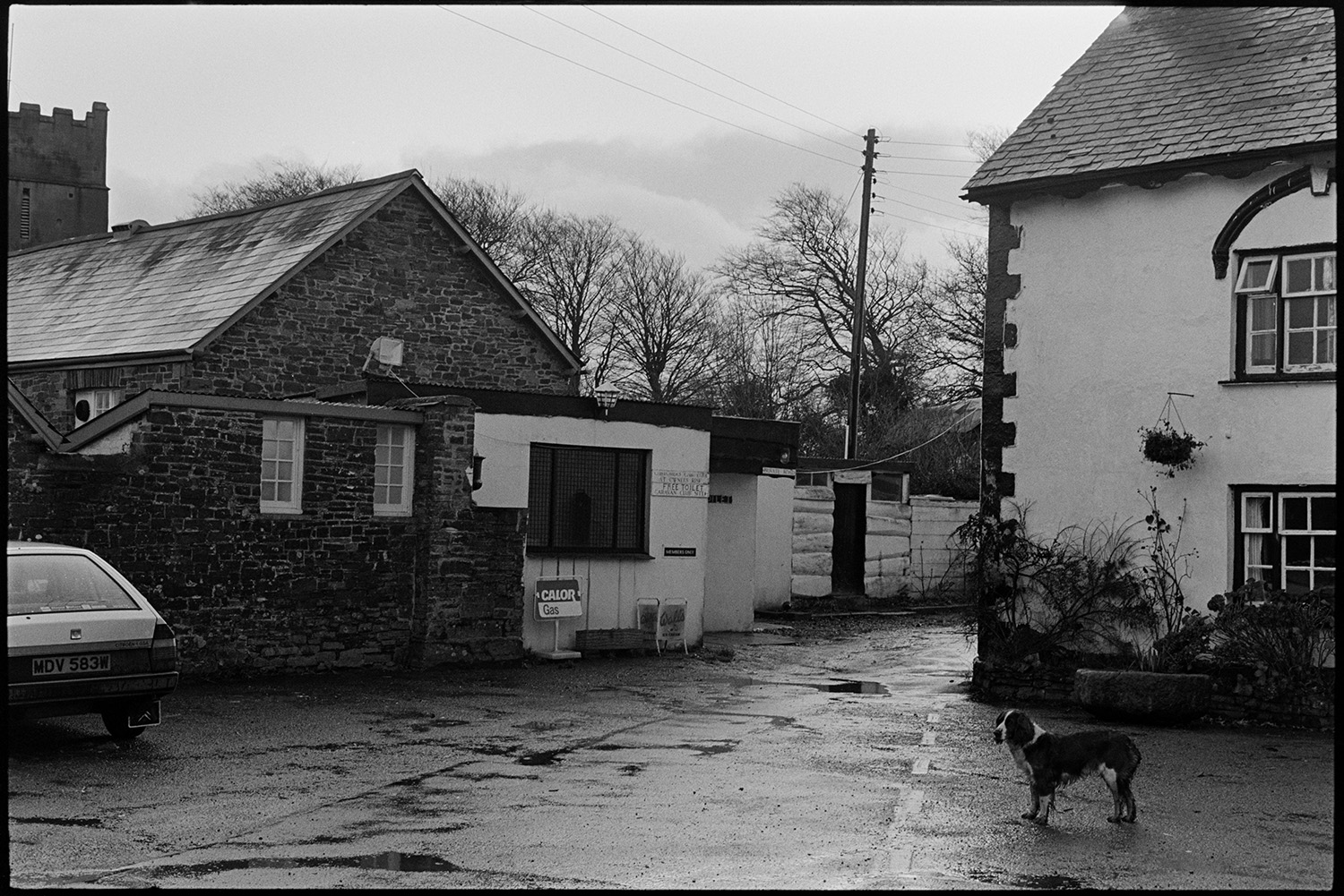 Street scenes, lens test. 
[A dog stood outside the Royal Oak pub in Dolton, opposite a building with a 'Calor Gas' sign outside. Dolton Church can be seen in the background. The image was taken during a lens test by James Ravilious.]