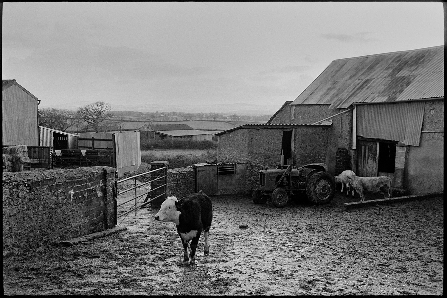 Muddy farmyard with cattle and cob barn.
[Cattle in a muddy farmyard with a tractor and a cob barn with a corrugated iron roof, at Ingleigh Green.]