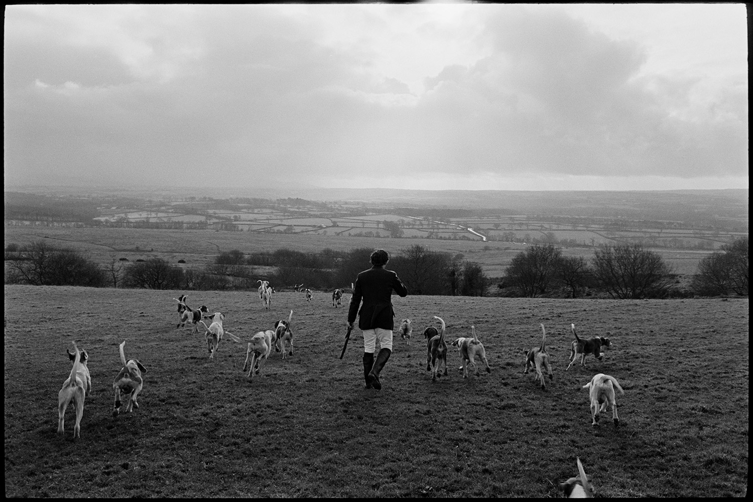 Hunt, Beagle hounds leaping out of van, meet at Moor, setting off over moorland. 
[A man hunting on Hatherleigh Moor with Beagle hounds. He is carrying a gun.]