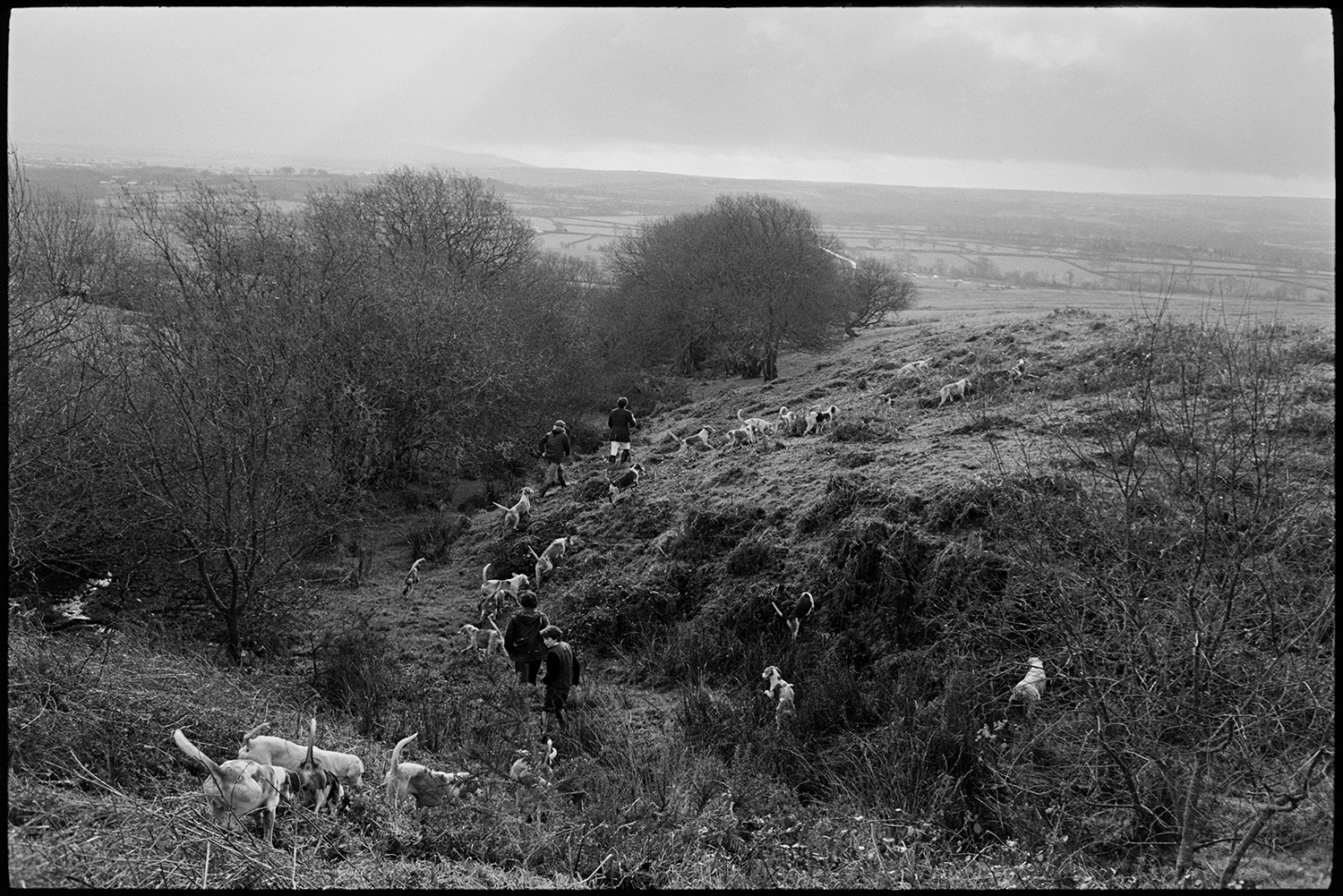 Hunt, Beagle hounds leaping out of van, meet at Moor, setting off over moorland. 
[Men hunting on Hatherleigh Moor with Beagle hounds. They are walking past a row of bushes below a small hill.]