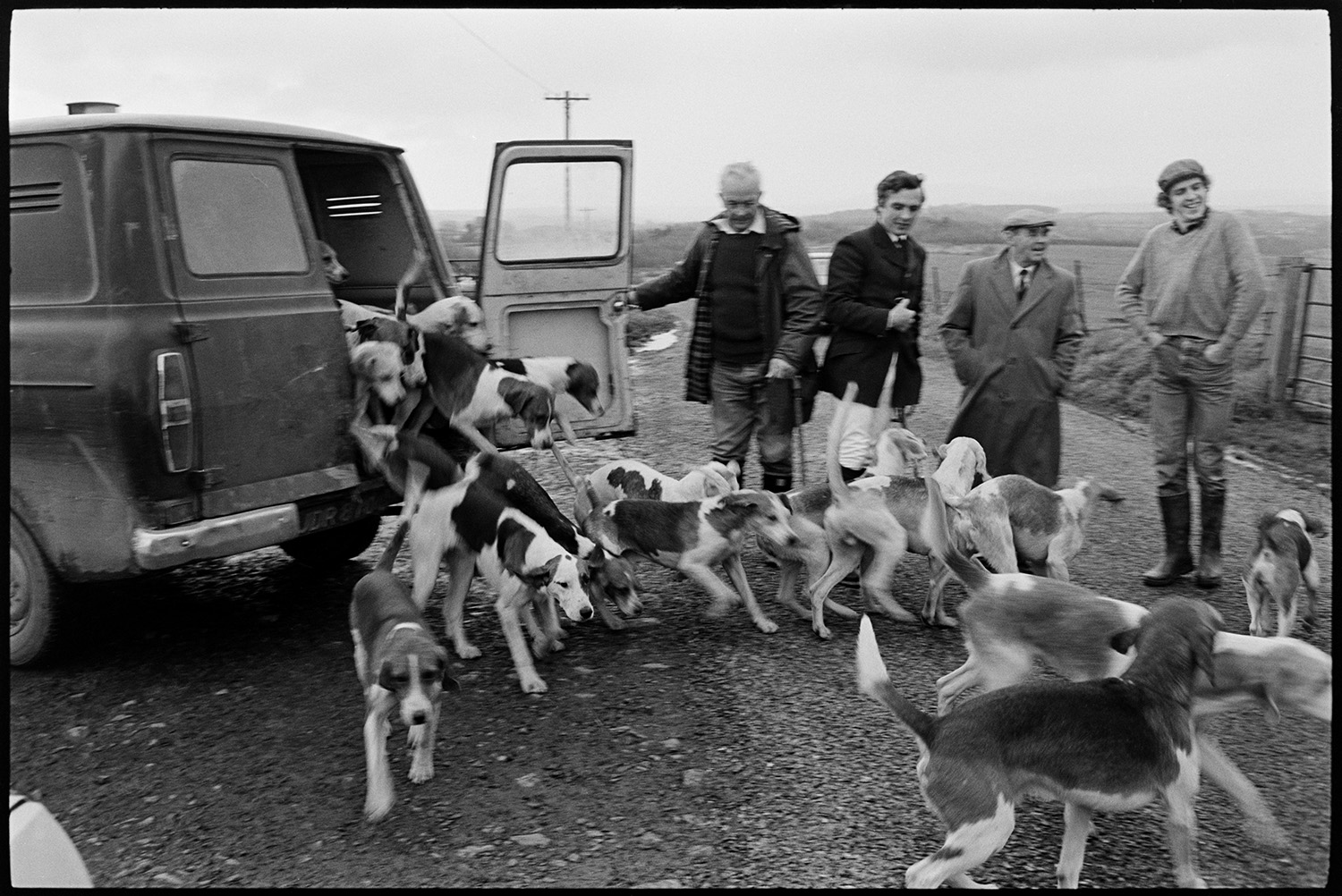 Hunt, Beagle hounds leaping out of van, meet at Moor, setting off over moorland. 
[Men letting Beagle hounds out of a van for a hunt on Hatherleigh Moor.]