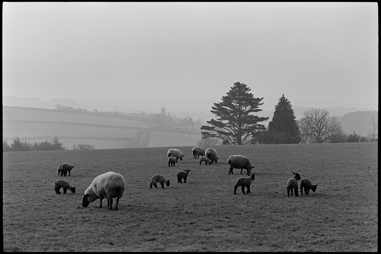 Sheep, ewes and lambs in field. 
[Ewes and lambs grazing in a field at Berry Cross, Iddesleigh. Trees can be seen in the background.]