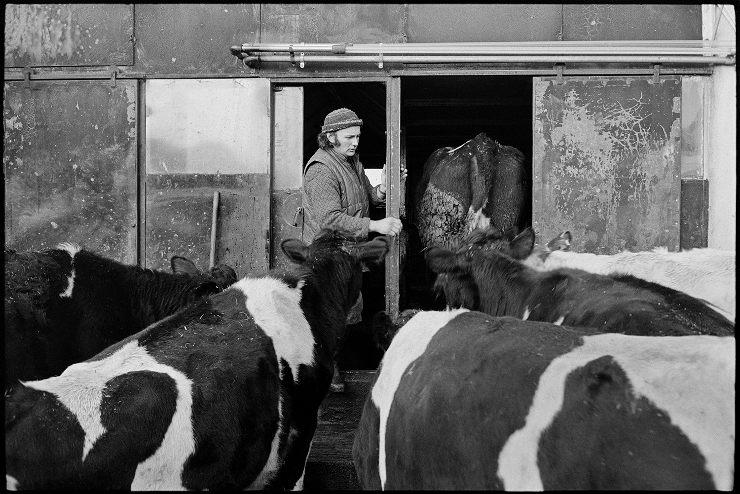 Farmer letting cows into milking parlour. 
[Peter Jones herding cows into a milking parlour at Ridges Farm, Upcott, Dolton. He is wearing a woolly hat.]