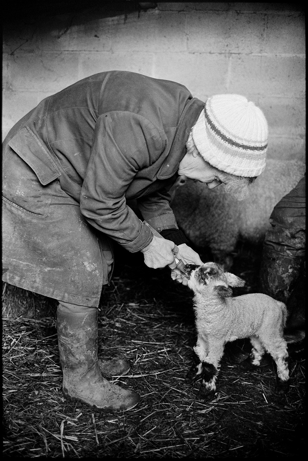 Farmer, woman feeding lambs and ewes. 
[Evelyn Folland bottle feeding a lamb in a barn at Higher Upcott, Dolton. She is wearing a woolly hat.]
