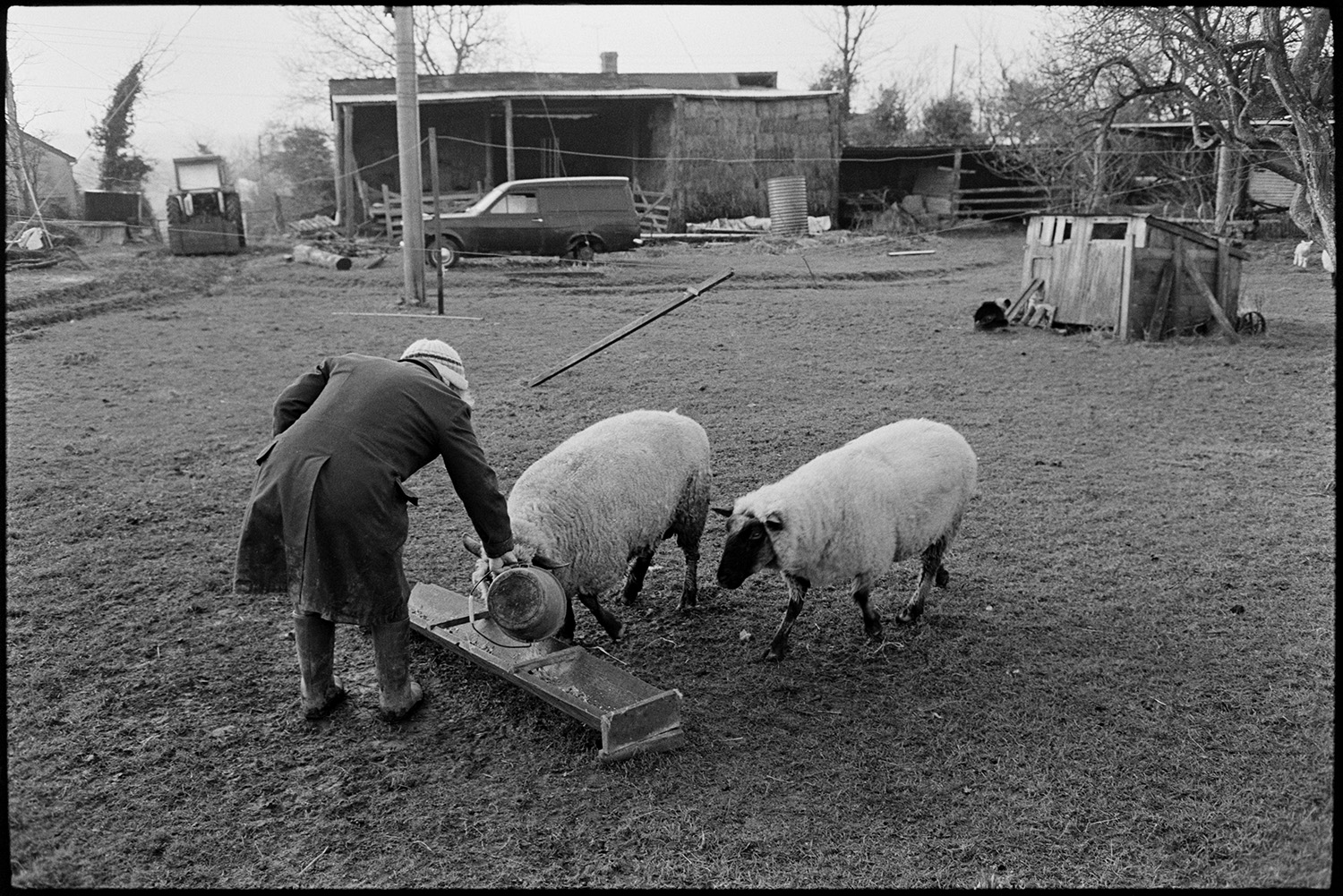 Farmer, woman feeding lambs and ewes. 
[Evelyn Folland emptying a bucket of feed into a trough for two sheep in the farmyard at Higher Upcott, Dolton. A wooden shed, van, tractor and barn with hay bales can be seen in the background.]