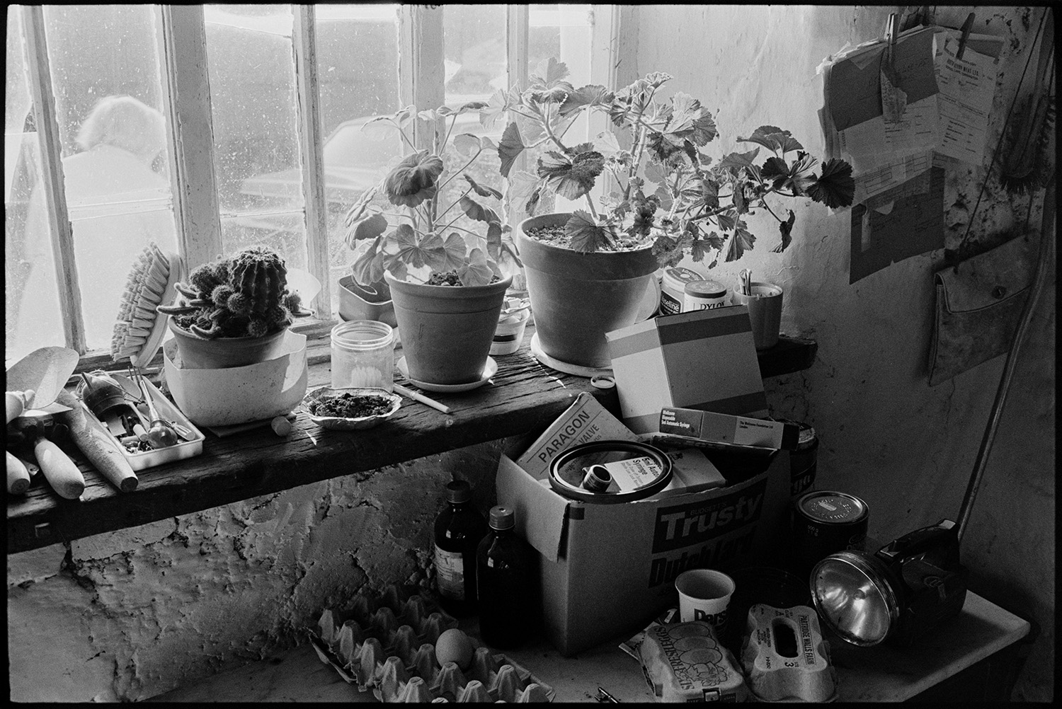 Farm windowsill, pot plants, eggs. 
[A windowsill in the farmhouse at Lower Langham, Dolton. Geraniums, cacti and brushes can be seen, as well as egg boxes, an egg, cardboard boxes and a torch on a table below the windowsill.]